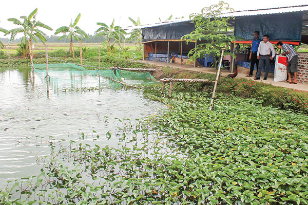 Mô hình nuôi cá thát lát trong ao tại một hộ dân ở huyện Thới Lai, TP Cần Thơ.